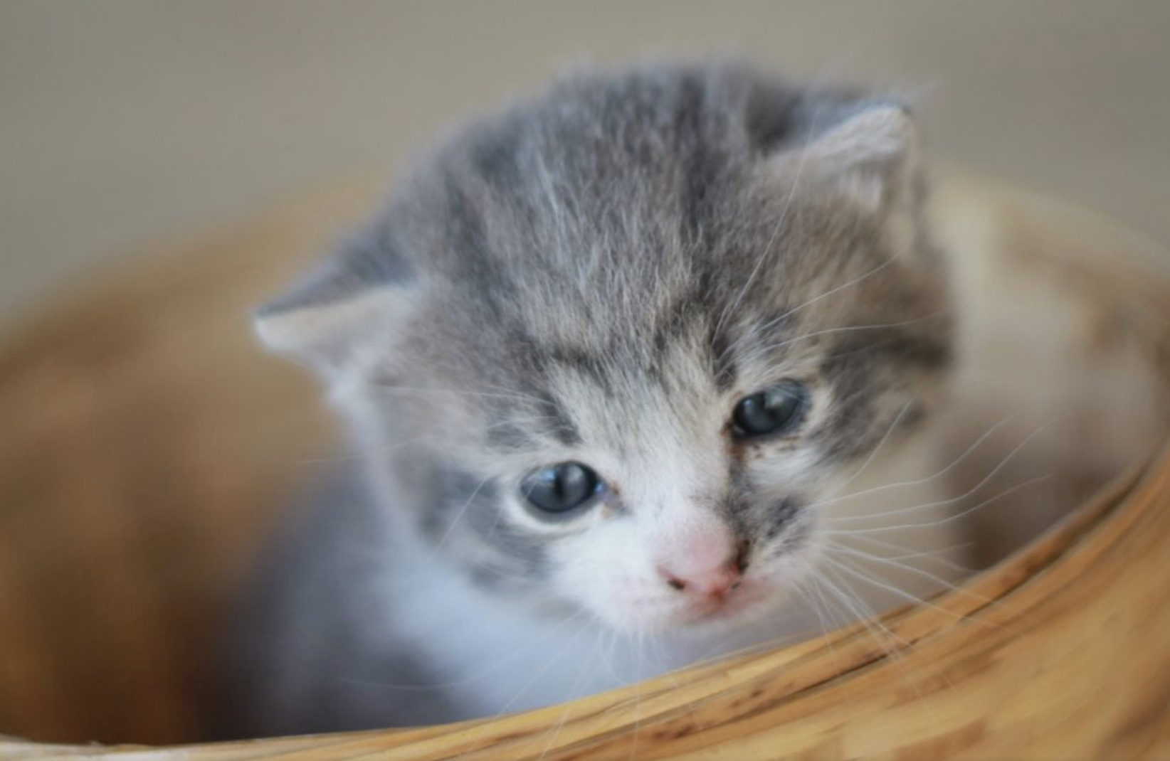 What to know about raising your first cat