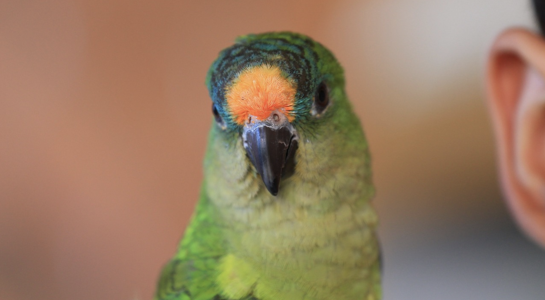 Things to consider before buying a bird as a pet