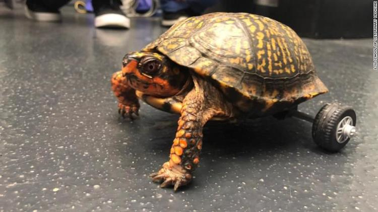 Pedro the turtle lost two legs, but got rescued by a family