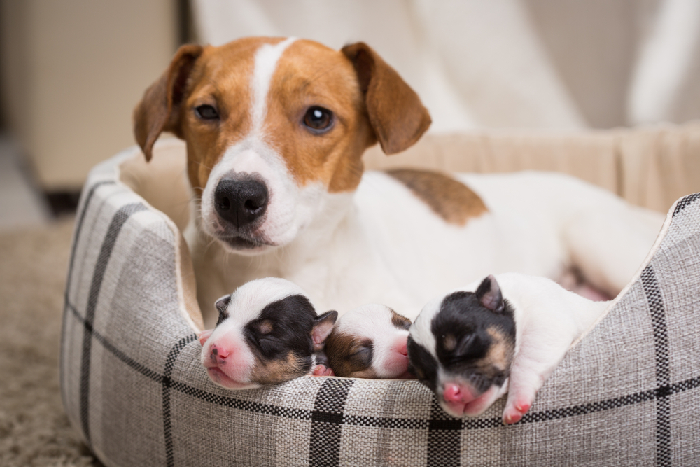 Getting ready for your dog puppies