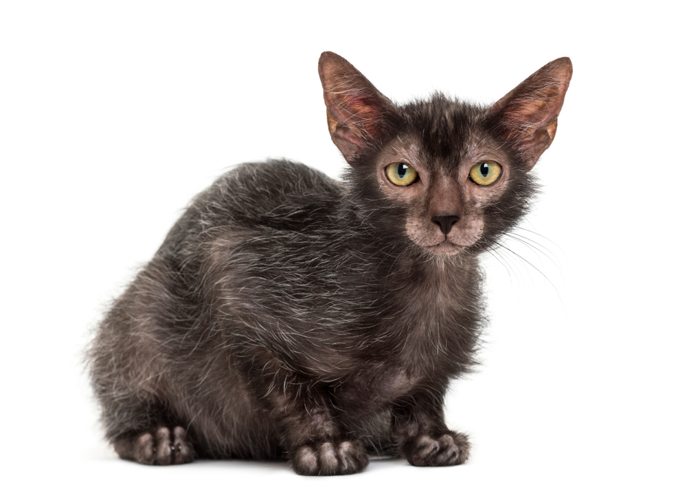 What are werewolf cats?