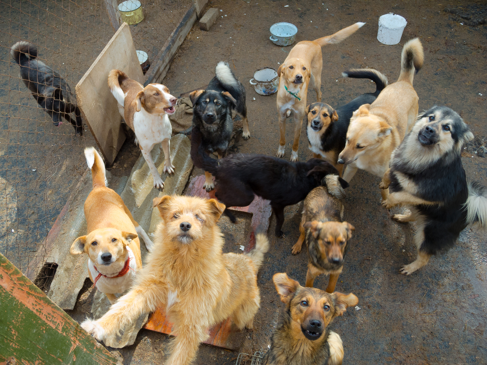 Man’s dogs wait for him to come out of hospital