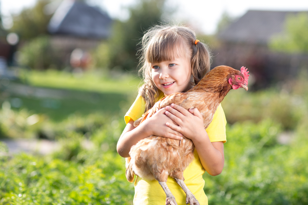The right toys can keep your chickens entertained and happy