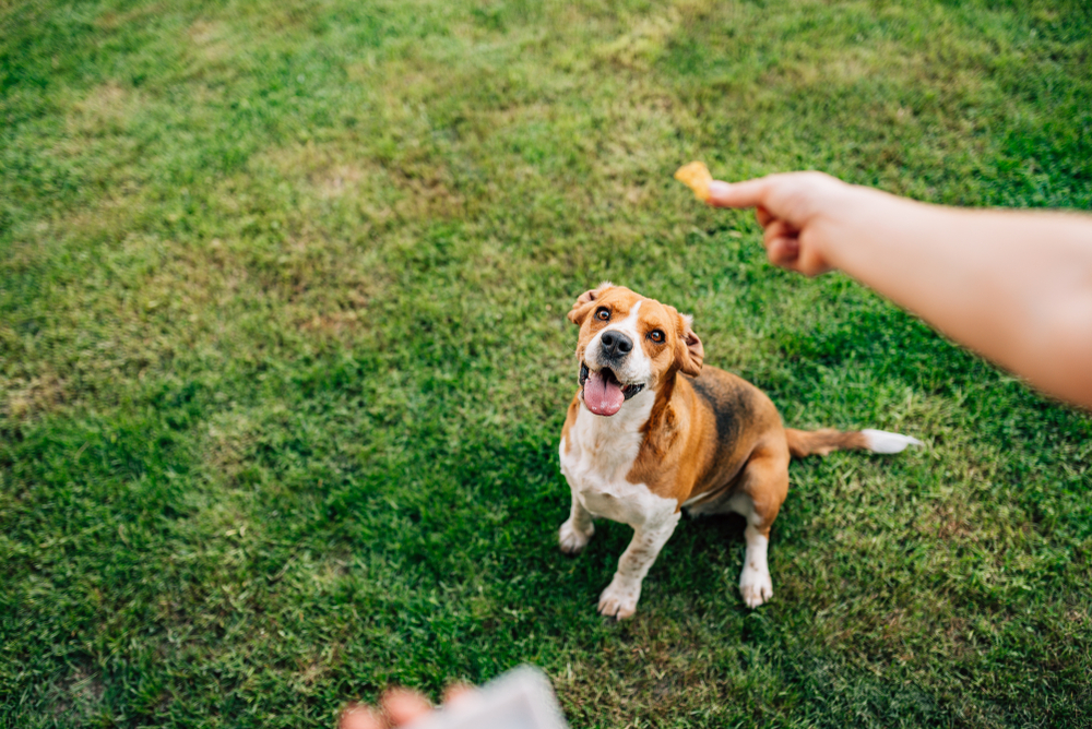 Dog treats: experts weigh in on what to give your dog