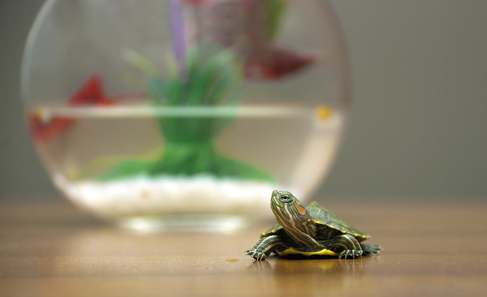 Keeping your turtle’s home a happy one