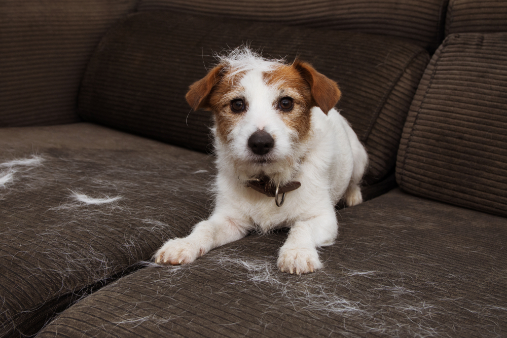 Tips to keep your home clean if you have indoor pets
