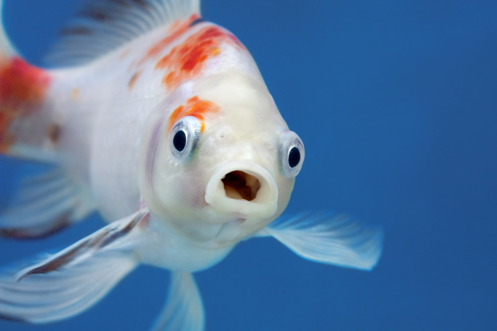 Do fish really have bad memories?