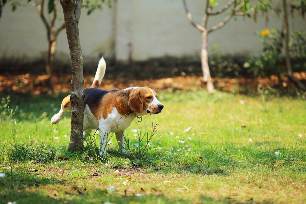 Why do dogs lift their leg when they pee?