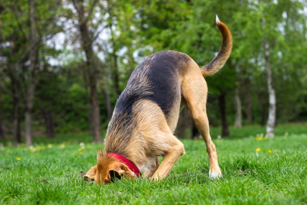 Reasons behind dogs burying things