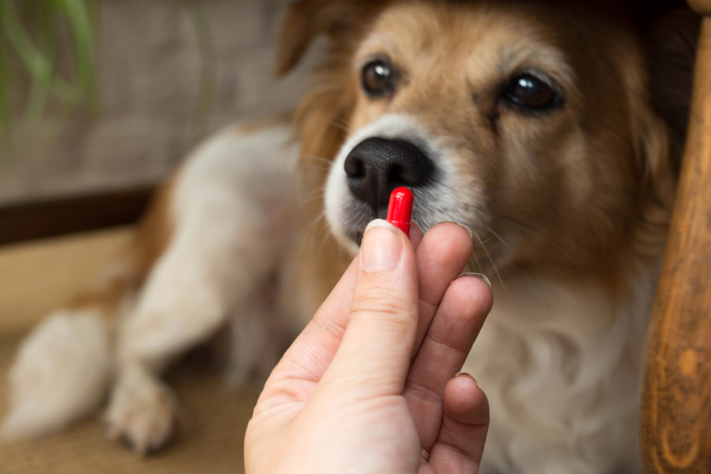 Does the placebo effect work on animals?
