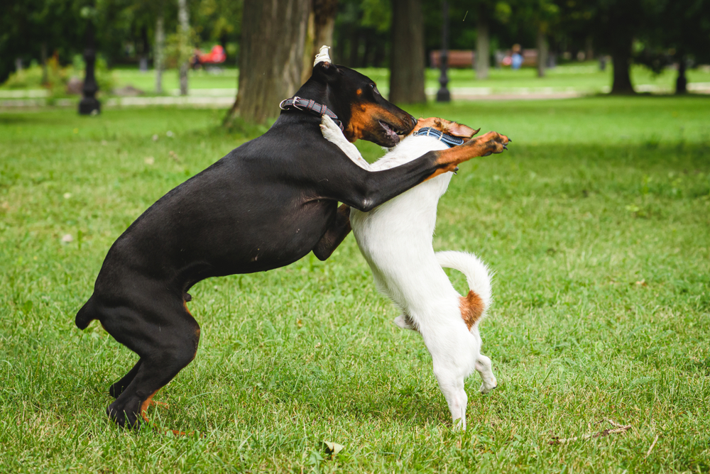 Why it’s important to socialize your puppy and how to do so
