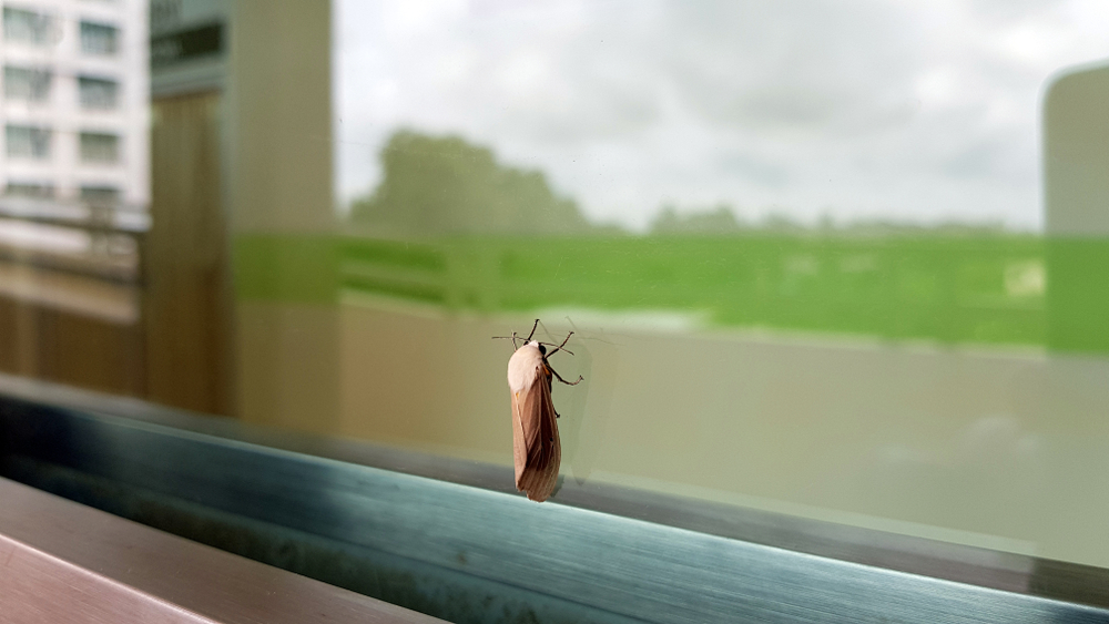 Banishing moths from the closet