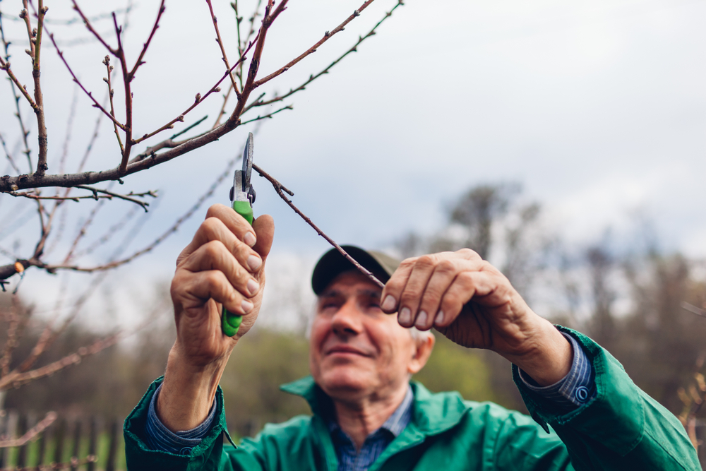 Want to know when to prune? This will answer all of your questions!