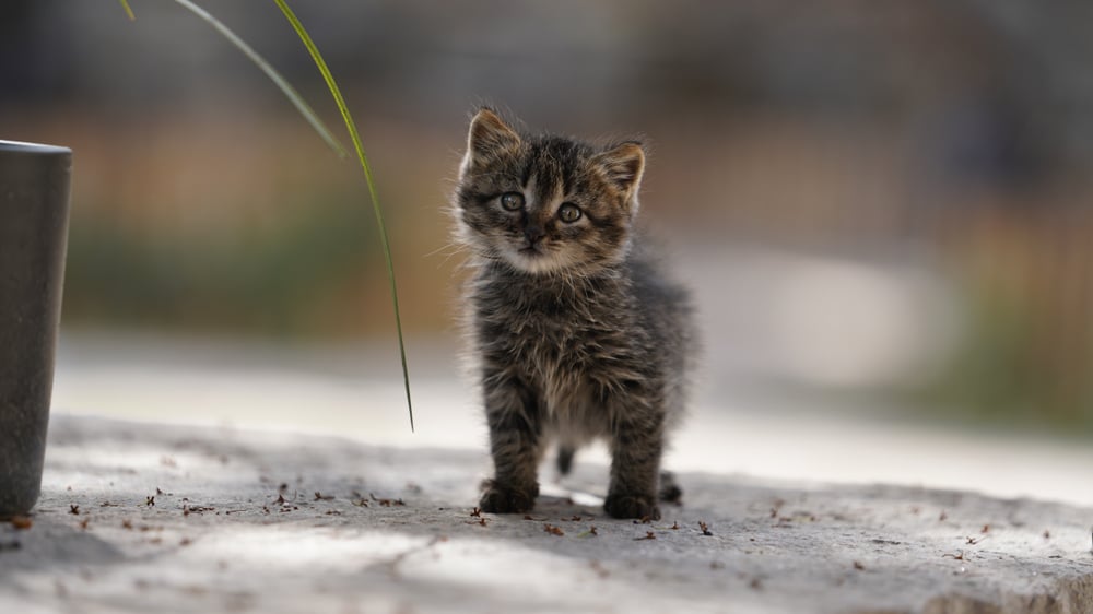 Quick-thinking motorcyclist rescues tiny kitten