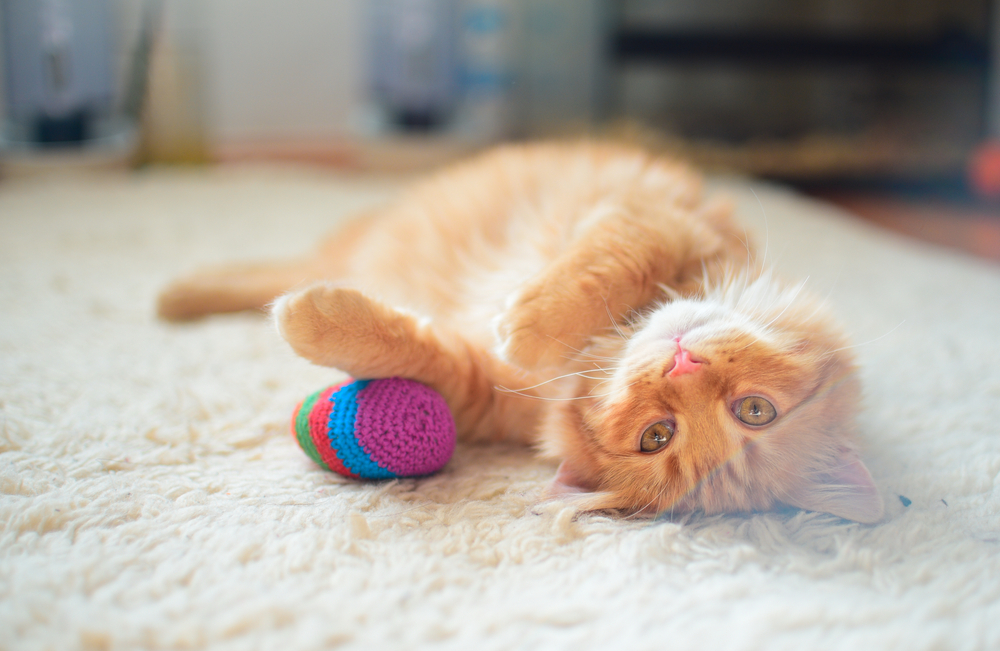 The best way to make DIY Pet Toys