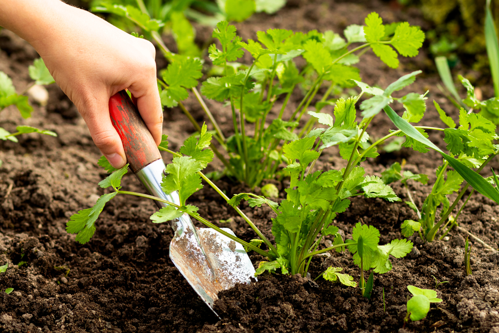 How to grow coriander?