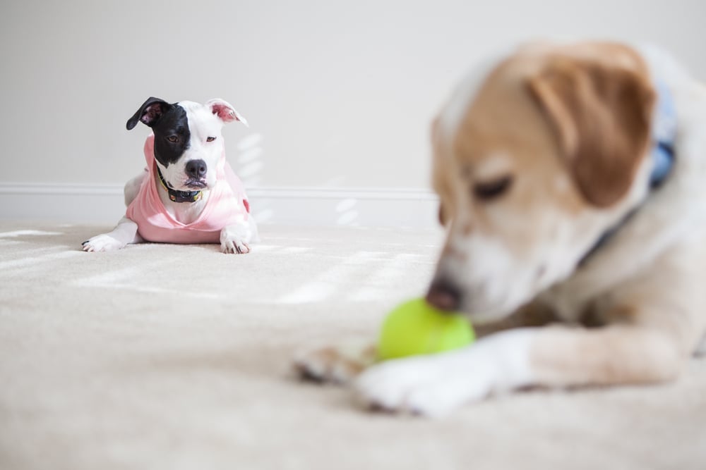 Is dog jealousy real?