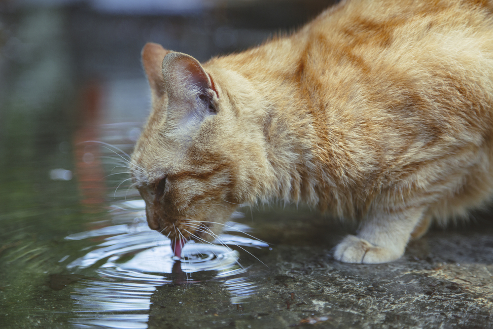 What You Need To Know About Cat Dehydration