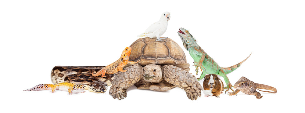 Ten exotic and unique pets and where you can legally own them