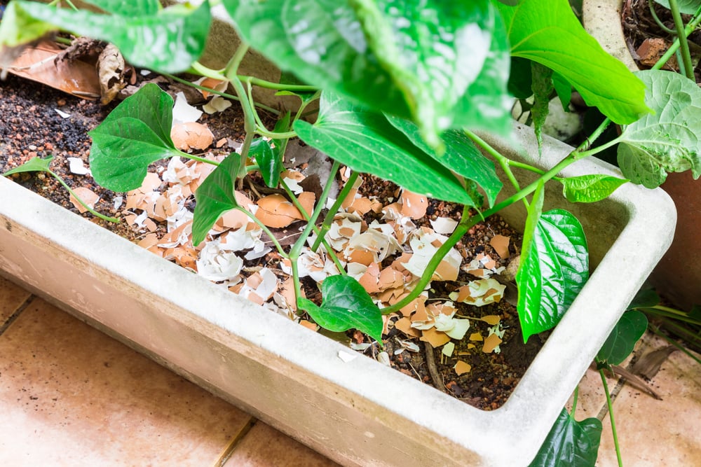 How to make better use of your eggshells