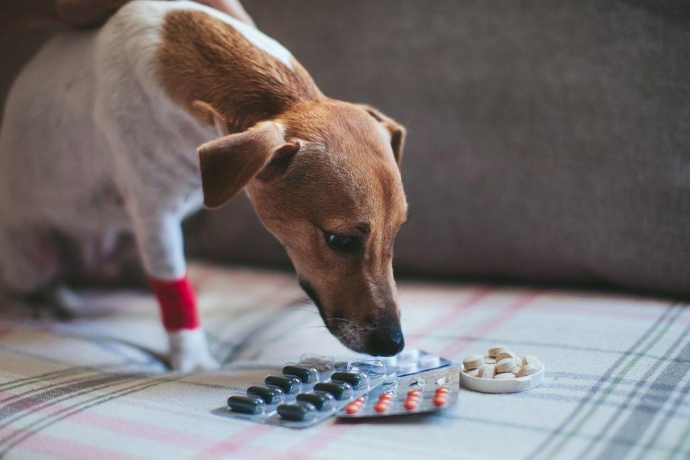 Understanding dog painkillers