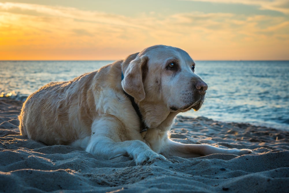 Senior dogs: common behavior changes