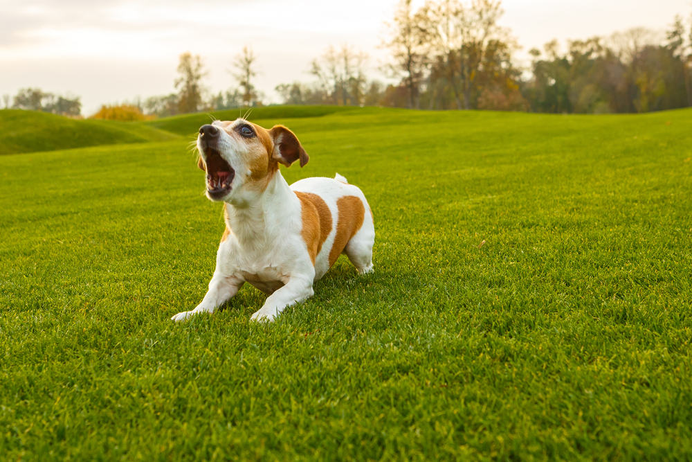 7 top tips to control dog barking noise