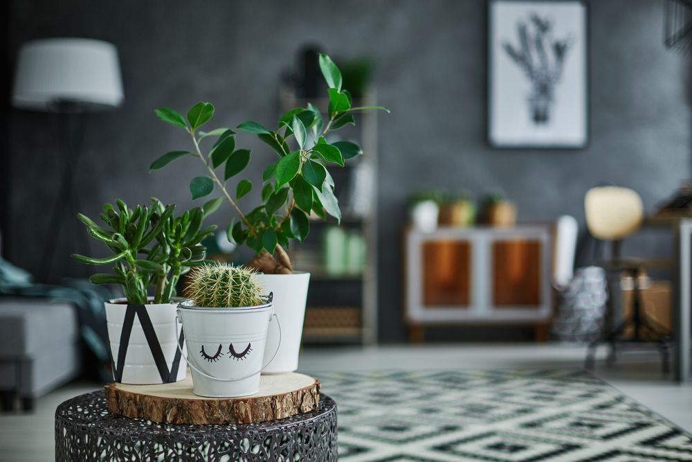 Five beautiful houseplants with rugged reputations