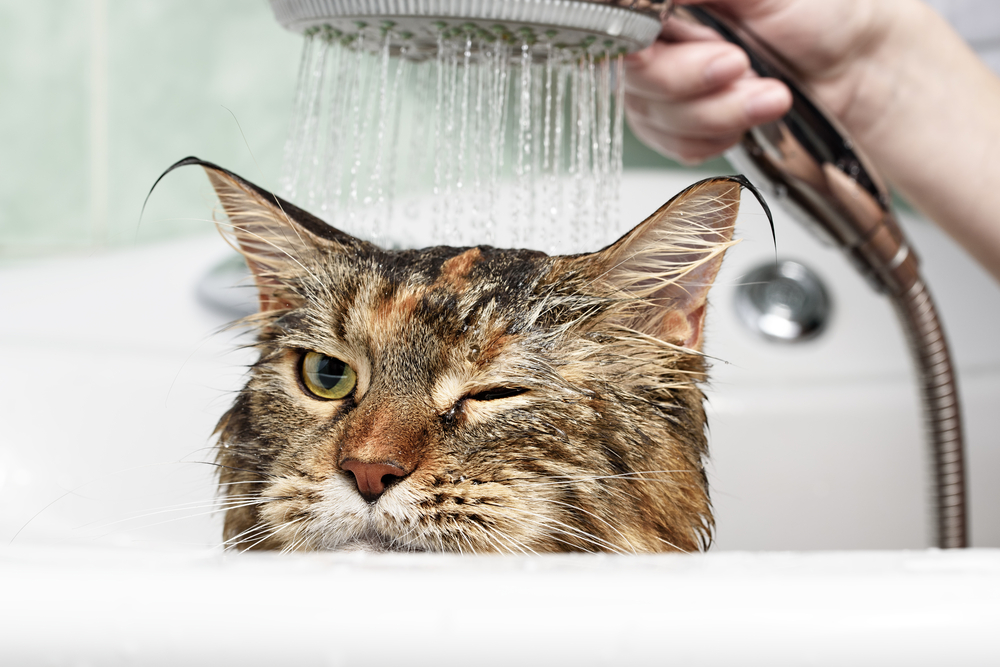Adventures in cat bathing