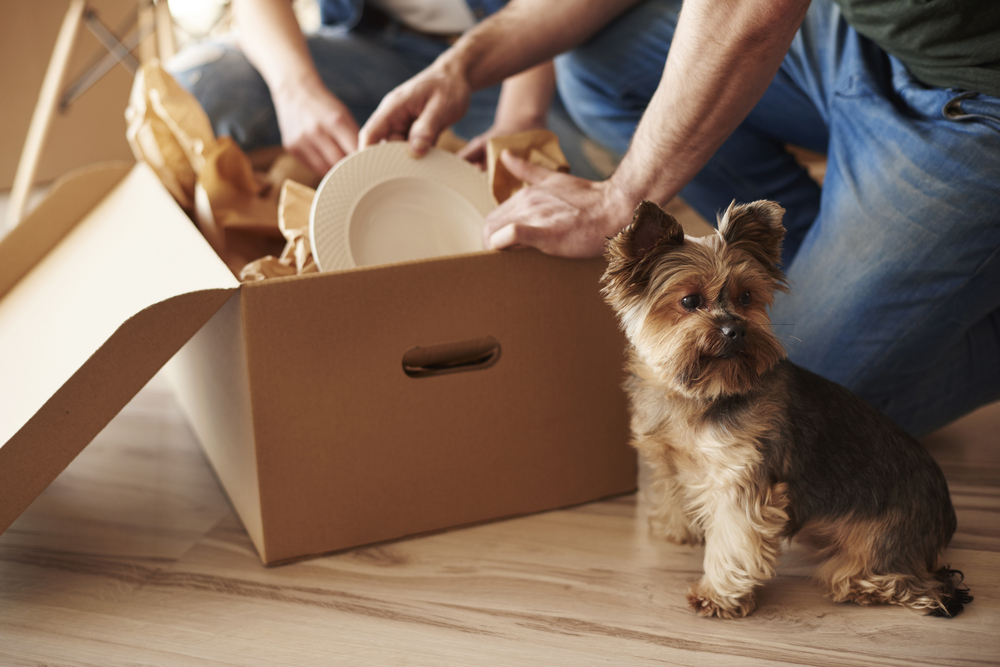 How to help your pet get familiar with a new home