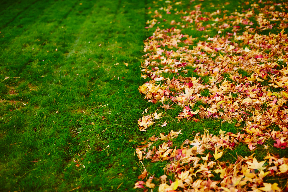 Raking up and disposing of fallen leaves may not be necessary