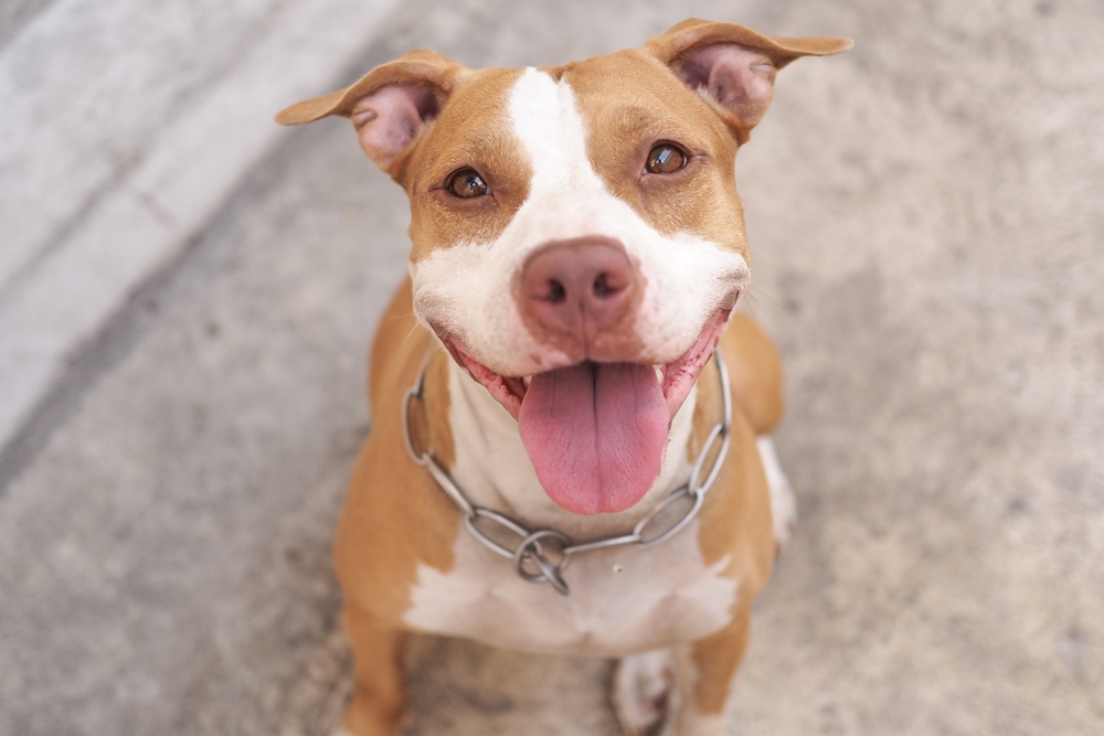 Pit bull saves woman, turning around her fear of the dog