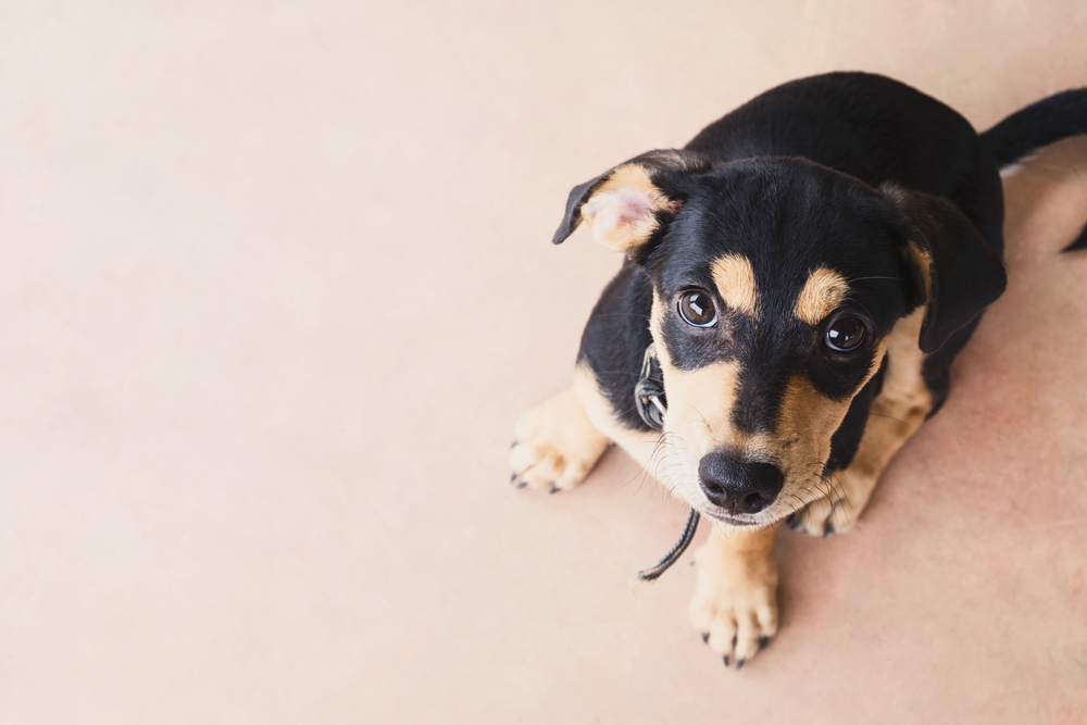Learn about the device that simplifies your pet feeding problems