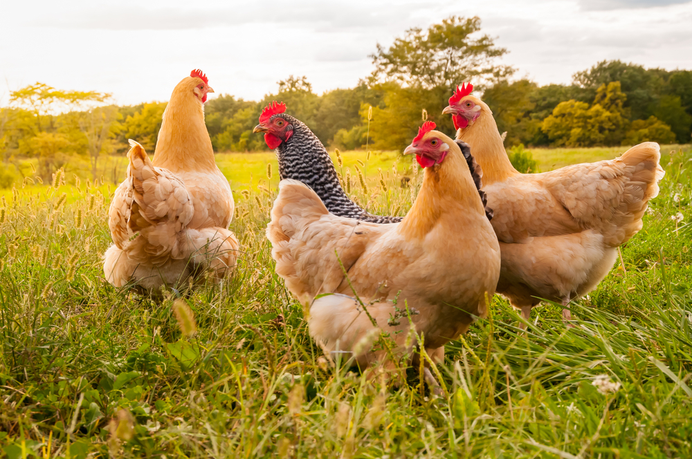Raising chickens as pets: what you need to know