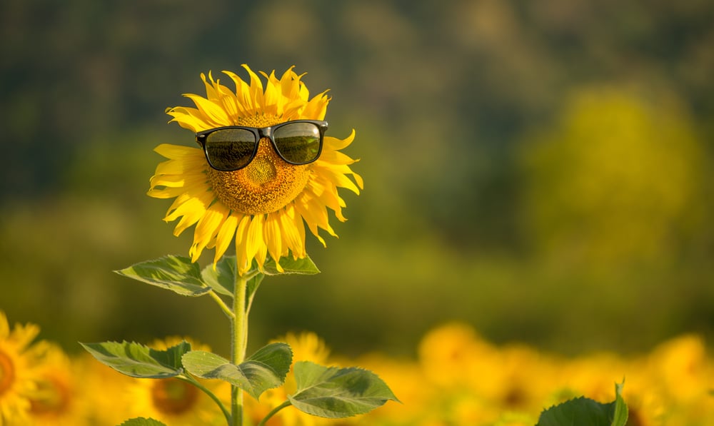 The secrets to growing great sunflowers