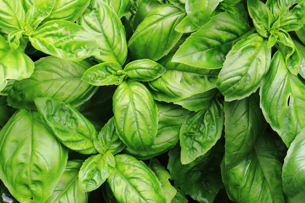 Tips on growing your own basil